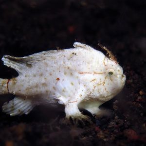 Nudiantennarius subteres 印度尼西亚 Indonesia , 巴厘岛 Bali , 艾湄湾 Amed Bay @LazyDiving.com 潜水时光