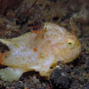 Nudiantennarius subteres 印度尼西亚 Indonesia , 巴厘岛 Bali , 艾湄湾 Amed Bay @LazyDiving.com 潜水时光