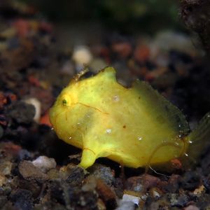 Nudiantennarius subteres 印度尼西亚 Indonesia , 巴厘岛 Bali , 艾湄湾 Amed Bay @LazyDiving.com 潜水时光