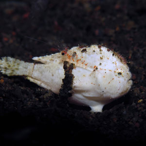 Nudiantennarius subteres 印度尼西亚 Indonesia , 巴��厘岛 Bali , 艾湄湾 Amed Bay @LazyDiving.com 潜水时光