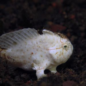 Nudiantennarius subteres 印度尼西亚 Indonesia , 巴厘岛 Bali , 艾湄湾 Amed Bay @LazyDiving.com 潜水时光