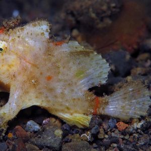 Nudiantennarius subteres 印度尼西亚 Indonesia , 巴厘岛 Bali , 艾湄湾 Amed Bay @LazyDiving.com 潜水时光