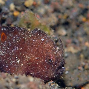 Nudiantennarius subteres 印度尼西亚 Indonesia , 巴厘岛 Bali , 艾湄湾 Amed Bay @LazyDiving.com 潜水时光