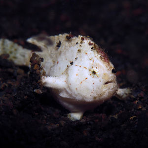 Nudiantennarius subteres 印��度尼西亚 Indonesia , 巴厘岛 Bali , 艾湄湾 Amed Bay @LazyDiving.com 潜水时光