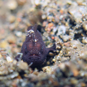 Nudiantennarius subteres 印�度尼西亚 Indonesia , 巴厘岛 Bali , 艾湄湾 Amed Bay @LazyDiving.com 潜水时光