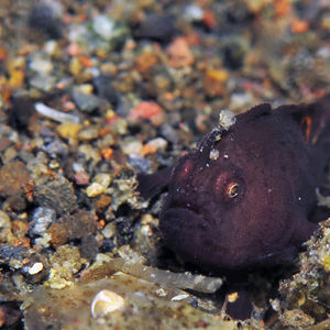 Nudiantennarius subteres 印度尼西亚 Indonesia , 巴��厘岛 Bali , 艾湄湾 Amed Bay @LazyDiving.com 潜水时光