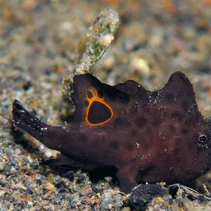 Amed Bay  Nudiantennarius subteres