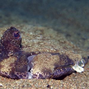 Pseudorhombus dupliciocellatus Pseudorhombus dupliciocellatus 菲律宾 Philippines , 杜马盖地 Dumaguete @LazyDiving.com 潜水时光