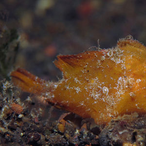 Nudiantennarius subteres 印度尼西亚 Indonesia , 巴厘岛 Bali , 艾湄湾 Amed Bay @LazyDiving.com 潜水时光