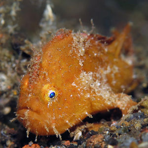 Nudiantennarius subteres 印度尼西亚 Indonesia , 巴厘岛 Bali , 艾湄湾 Amed Bay @LazyDiving.com 潜水时光