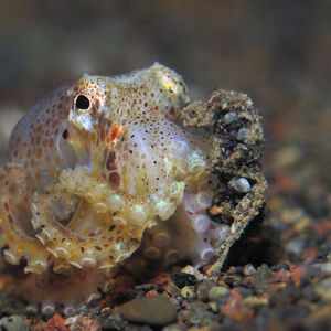 Amphioctopus marginatus 印度尼��西亚 Indonesia , 巴厘岛 Bali , 艾湄湾 Amed Bay @LazyDiving.com 潜水时光