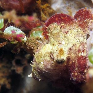 Octopus wolfi 印度尼西亚 Indonesia , 巴厘岛 Bali , 图蓝本 Tulamben @LazyDiving.com 潜水时光