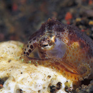 Amphioctopus marginatus 印度尼西亚 Indonesia , 巴厘岛 Bali , 艾湄湾 Amed Bay @LazyDiving.com 潜水时光