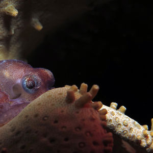 Octopus bocki 印度尼西亚 Indonesia , 安汶 Ambon @LazyDiving.com 潜水时光