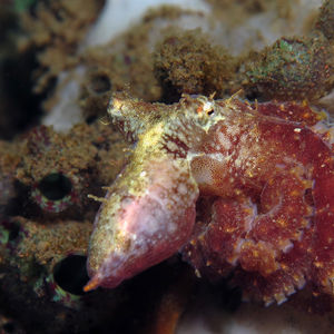 Octopus wolfi Octopus wolfi 微型章鱼 Indonesia 印度尼西亚 Bali 巴厘岛 Tulamben 图蓝本 @LazyDiving.com 潜水时光