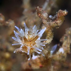 Bermudella harastii 印度尼西亚 Indonesia , 巴厘��岛 Bali , 图蓝本 Tulamben @LazyDiving.com 潜水时光