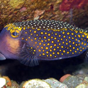 Ostracion meleagris 印度尼西亚 Indonesia , 巴厘岛 Bali , 图蓝本 Tulamben @LazyDiving.com 潜水时光