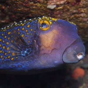 Ostracion meleagris 印度尼西亚 Indonesia , 巴厘岛 Bali , 图��蓝本 Tulamben @LazyDiving.com 潜水时光