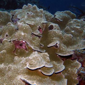 Pachyseris gemmae Pachyseris gemmae 短波纹珊瑚 Indonesia 印度尼西亚 Bali 巴厘岛 Amed Bay 巴厘岛艾湄湾 @LazyDiving.com 潜水时光