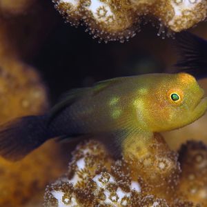 Paragobiodon modestus 印度尼西亚 Indonesia , 巴厘岛 Bali , ��图蓝本 Tulamben @LazyDiving.com 潜水时光