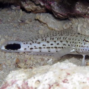 Parapercis hexophtalma 菲律宾 Philippines , 朗布隆 Romblon @LazyDiving.com 潜水时光