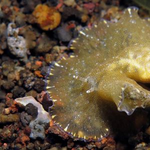 Paraplanocera marginata Paraplanocera marginata 扁虫 Indonesia 印度尼西亚 Bali 巴厘岛 Amed Bay 巴厘岛艾湄湾 @LazyDiving.com 潜水时光