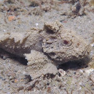 Paraploactis kagoshimensis 东帝汶 Timor-Leste @LazyDiving.com 潜水时光