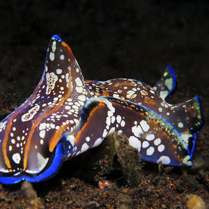 Philinopsis speciosa Philinopsis speciosa 七彩海蛞蝓 Indonesia 印度尼西亚 Bali 巴厘岛 Amed Bay 巴厘岛艾湄湾 @LazyDiving.com 潜水时光