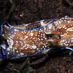 Philinopsis speciosa 印度尼西亚 Indonesia , 巴厘岛 Bali , 艾湄湾 Amed Bay @LazyDiving.com 潜水时光