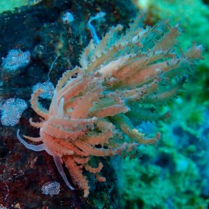 Phyllodesmium crypticum Phyllodesmium crypticum 印度尼西亚 Indonesia , 马鲁古 Maluku , 安汶 Ambon @LazyDiving.com 潜水时光