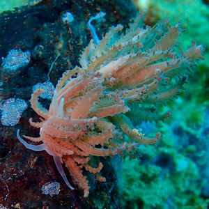 Phyllodesmium crypticum 印度尼西亚 Indonesia , 安汶 Ambon @LazyDiving.com 潜水时光