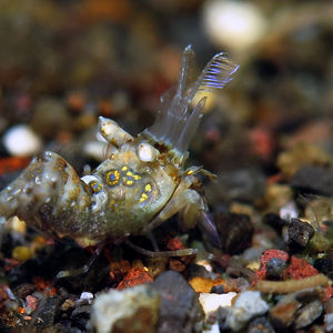 Phyllognathia simplex 印�度尼西亚 Indonesia , 巴厘岛 Bali , 艾湄湾 Amed Bay @LazyDiving.com 潜水时光