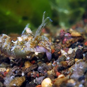 Phyllognathia simplex 印度尼西亚 Indonesia , 巴厘岛 Bali , 艾湄湾 Amed Bay @LazyDiving.com 潜水时光