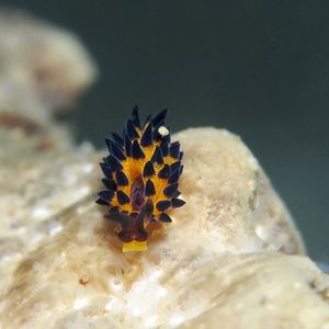 Placida kevinleei 印度尼西�亚 Indonesia , 巴厘岛 Bali , 艾湄湾 Amed Bay @LazyDiving.com 潜水时光