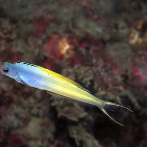 Plagiotremus laudandus 东帝汶 Timor-Leste @LazyDiving.com 潜水时光