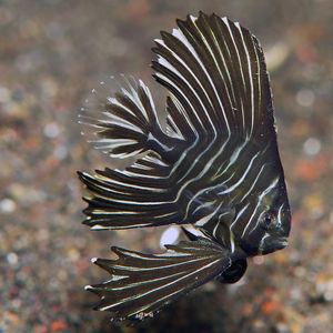 Platax batavianus 印度尼西亚 Indonesia , 巴厘岛 Bali , 艾湄�湾 Amed Bay @LazyDiving.com 潜水时光