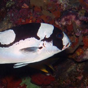 Plectorhinchus pictus Plectorhinchus pictus 少棘胡椒鲷 Philippines 菲律宾 Dumaguete 杜马盖地 @LazyDiving.com 潜水时光