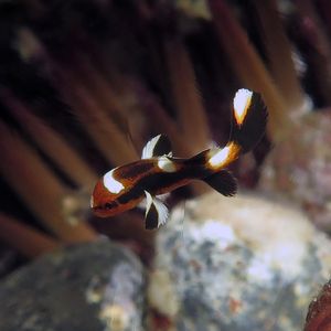 Plectorhinchus vittatus 印度尼西亚 Indonesia , 巴厘岛 Bali , 图蓝本 Tulamben @LazyDiving.com 潜水时光