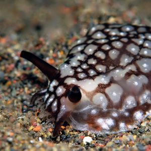 Pleurobranchaea brockii 印度尼西亚 Indonesia , 巴厘岛 Bali , 艾湄湾 Amed Bay @LazyDiving.com 潜水时光