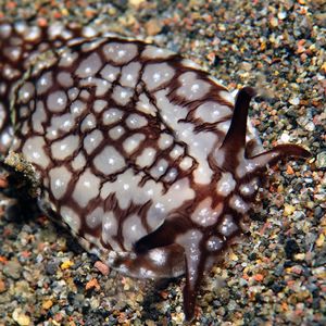 Pleurobranchaea brockii 印��度尼西亚 Indonesia , 巴厘岛 Bali , 艾湄湾 Amed Bay @LazyDiving.com 潜水时光