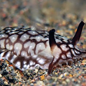 Pleurobranchaea brockii 印度尼西亚 Indonesia , 巴厘岛 Bali , 艾湄湾 Amed Bay @LazyDiving.com ��潜水时光