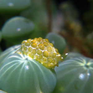 Pleurobranchus forskalii 印度尼西亚 Indonesia , 锡奥岛 Siau island @LazyDiving.com 潜水时光