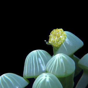 Pleurobranchus forskalii Pleurobranchus forskalii 福斯卡側鰓海蛞蝓 Indonesia 印度尼西亚 Siau island 锡奥岛 @LazyDiving.com 潜水时光