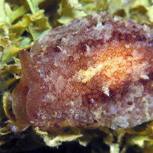 Pleurobranchus albiguttatus Pleurobranchus albiguttatus 白突側鰓海蛞蝓 Indonesia 印度尼西亚 Ambon 安汶 @LazyDiving.com 潜水时光