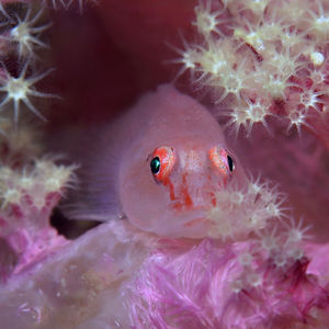 Pleurosicya boldinghi 印度尼西亚 Indonesia , 巴厘岛 Bali , 图蓝本 Tulamben @LazyDiving.com 潜水时光