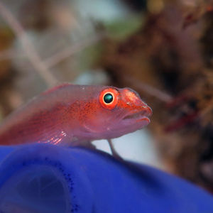 Pleurosicya mossambica Pleurosicya mossambica 印度尼西亚 Indonesia , 巴厘岛 Bali , 图蓝本 Tulamben @LazyDiving.com 潜水时光