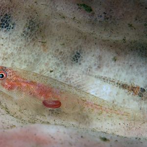 Pleurosicya labiata Pleurosicya labiata 印度尼西亚 Indonesia , 巴厘岛 Bali , 图蓝本 Tulamben @LazyDiving.com 潜水时光
