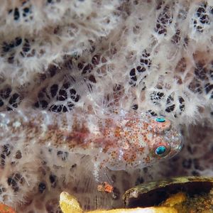 Pleurosicya labiata Pleurosicya labiata 印度尼西亚 Indonesia , 巴厘岛 Bali , 图蓝本 Tulamben @LazyDiving.com 潜水时光