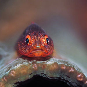 Pleurosicya mossambica Pleurosicya mossambica 印度尼西亚 Indonesia , 巴厘岛 Bali , 图蓝本 Tulamben @LazyDiving.com 潜水时光