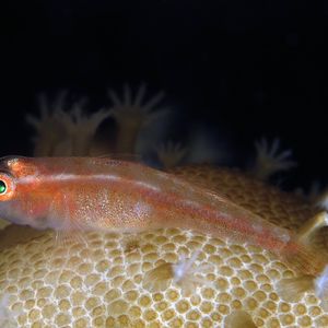 Pleurosicya mossambica Pleurosicya mossambica 莫桑比克虾虎鱼 Indonesia 印度尼西亚 Bali 巴厘岛 Tulamben 图蓝本 @LazyDiving.com 潜水时光